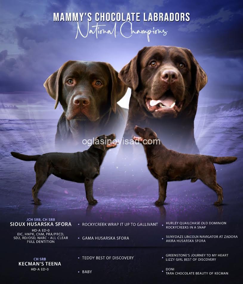 1  labrador   MP0325