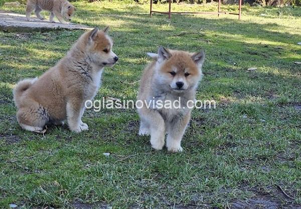 1 japanska akita  S0325