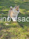 2 japanska akita S0325