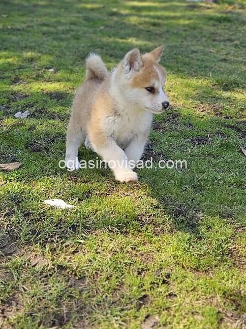 2 japanska akita  S0325