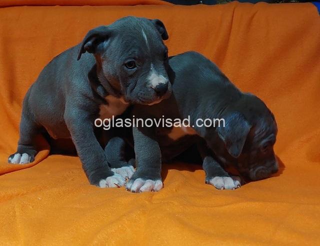 1 American bully  XL  A0325