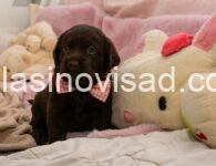 3  labrador   MP0325