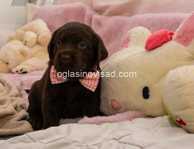 3  labrador   MP0325