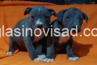 3 American bully XL A0325