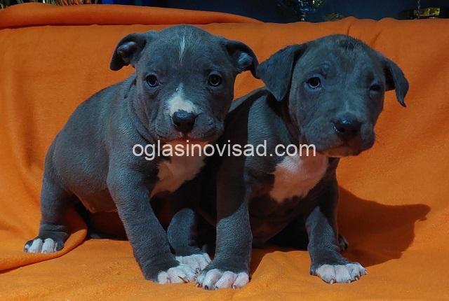 3 American bully  XL  A0325