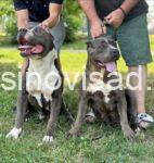 4 American bully  XL  A0325