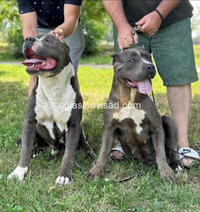 4 American bully  XL  A0325