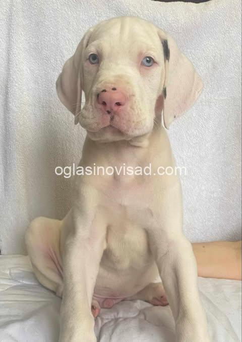 4  nemacka doga  VM0325