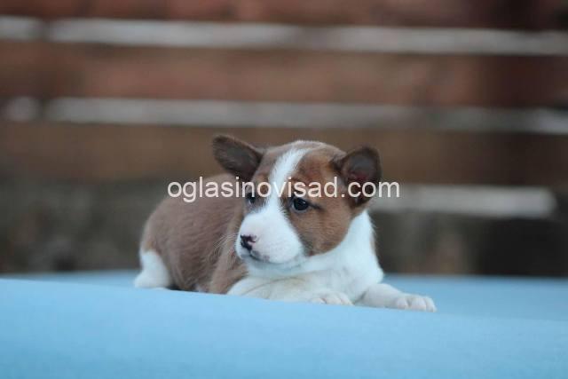 basenji 02