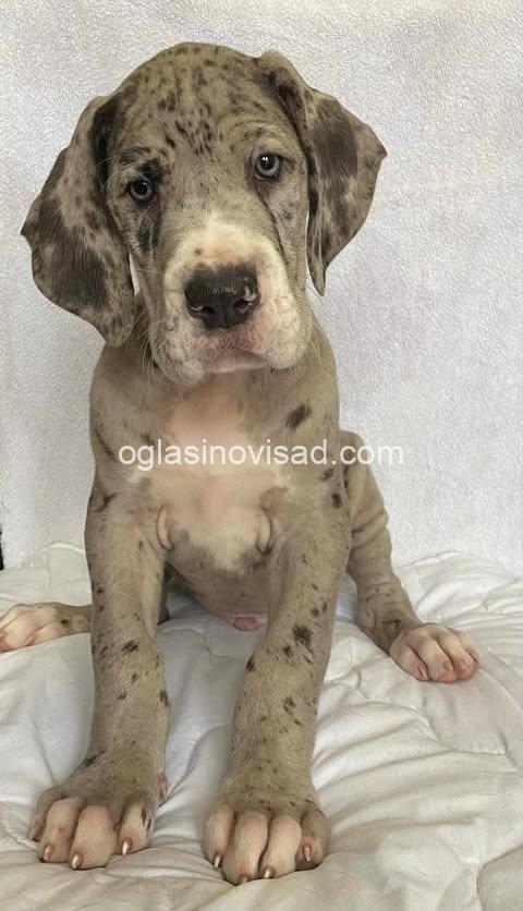 5  nemacka doga  VM0325