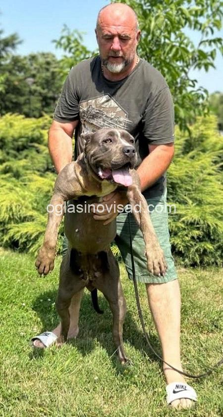 5 American bully  XL  A0325