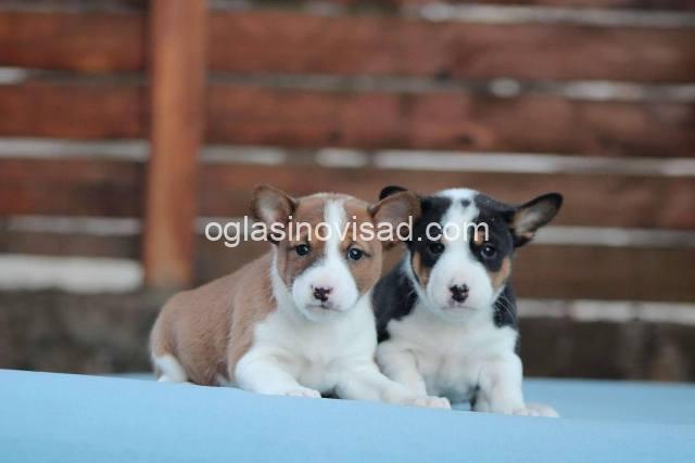 basenji 01