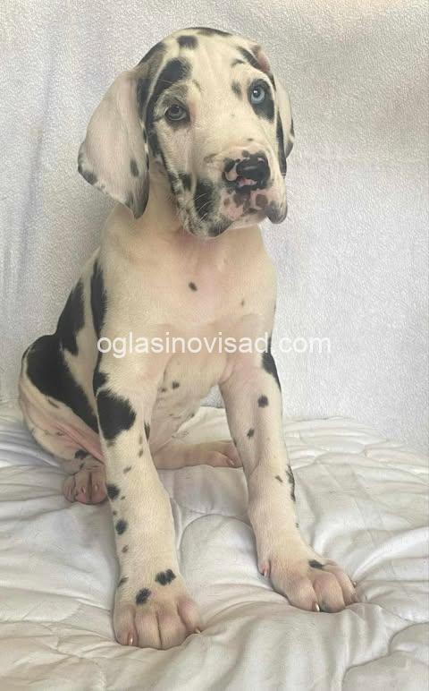 2  nemacka doga  VM0325