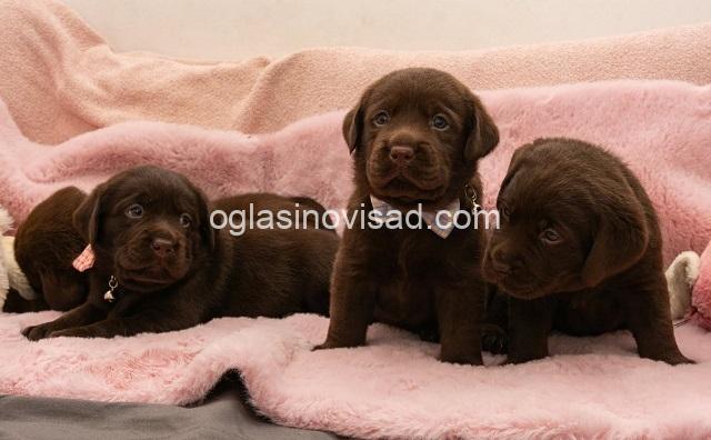 4  labrador   MP0325