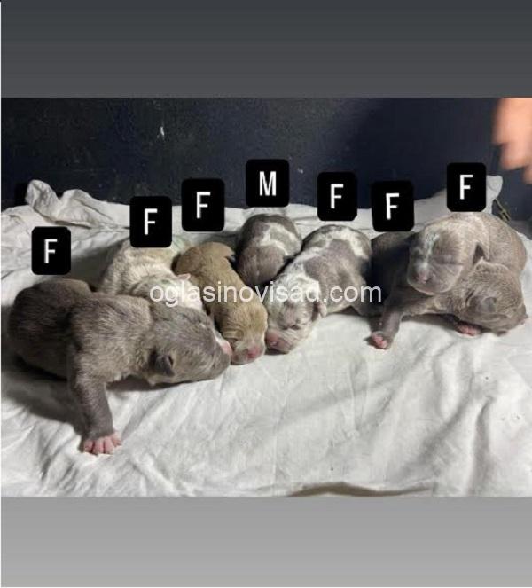 1  american bully pocket  AP0325