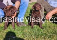 drug labrador2