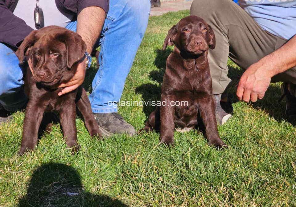 drug labrador2
