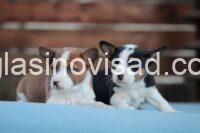 basenji 03