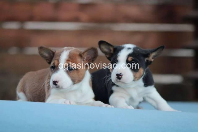 basenji 03