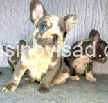 viber_image_2025-03-14_13-36-26-087