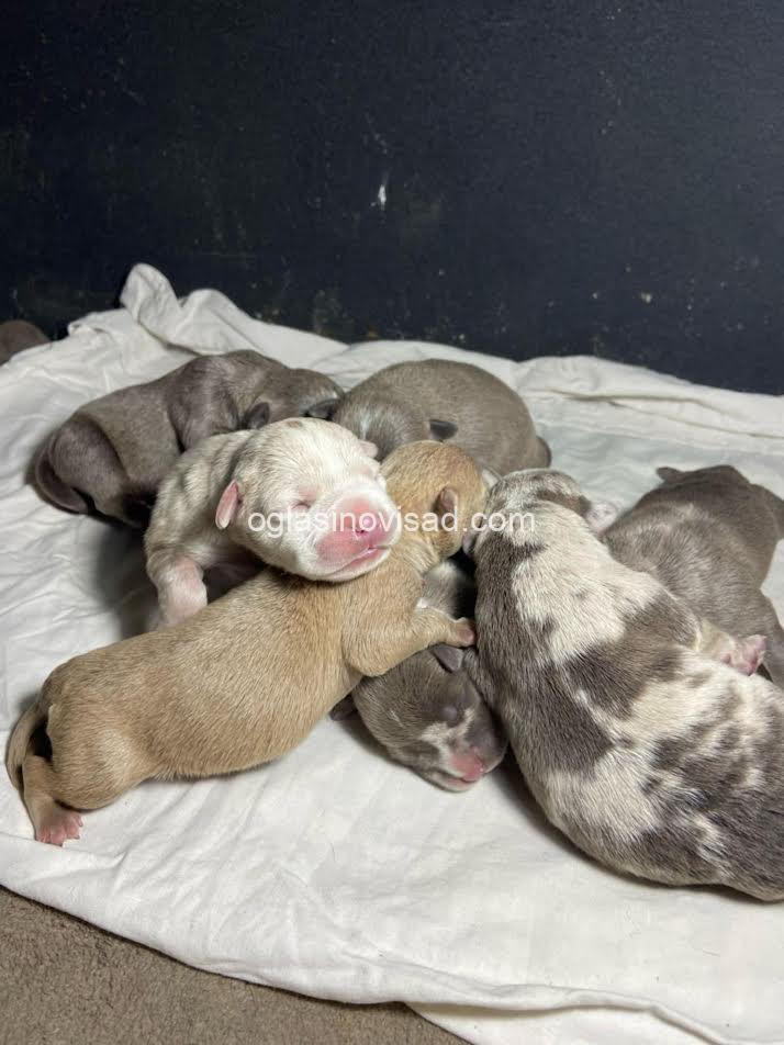 2  american bully pocket  AP0325