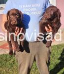 drug labrador3