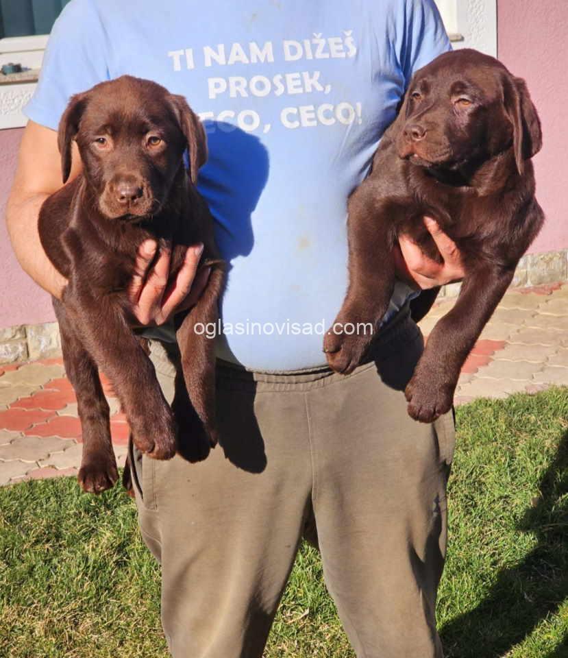drug labrador3