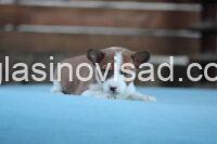 basenji 04