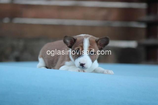 basenji 04