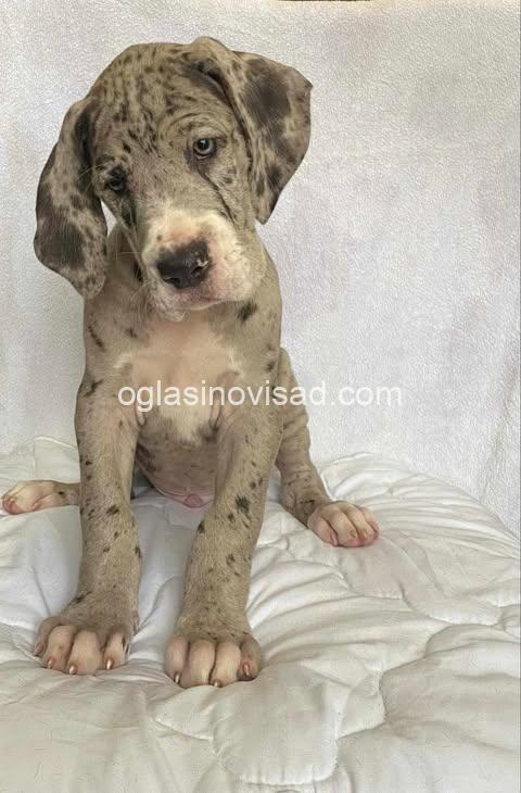 1  nemacka doga  VM0325