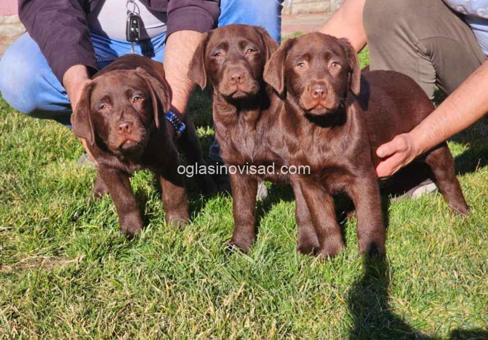 drug labrador1