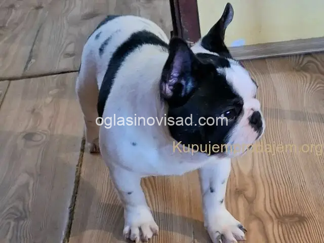 viber_image_2025-03-21_19-35-28-488