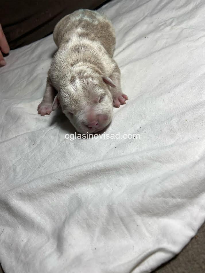 4  american bully pocket  AP0325