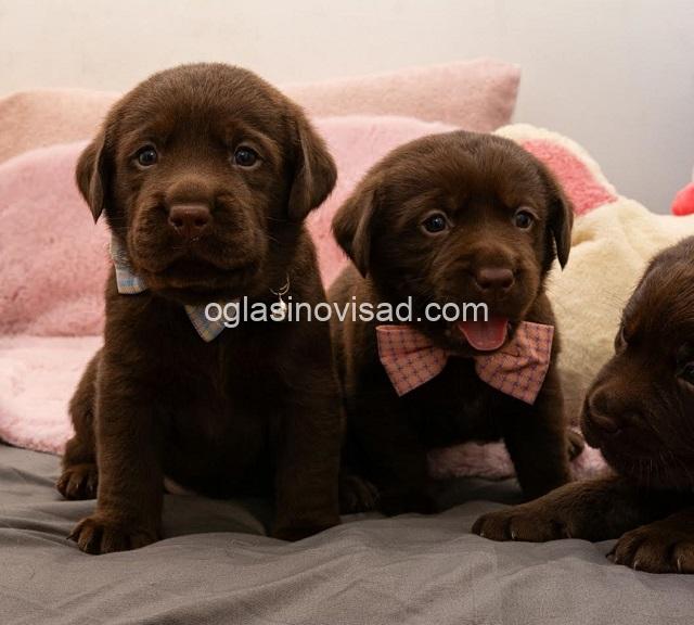 5  labrador   MP0325