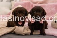 2 labrador MP0325