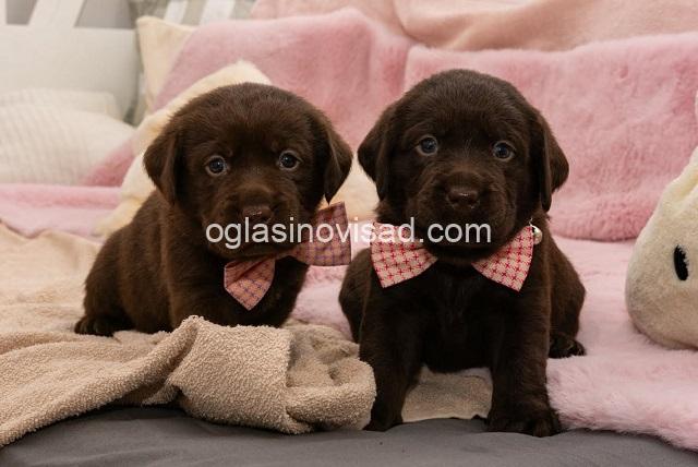2  labrador   MP0325