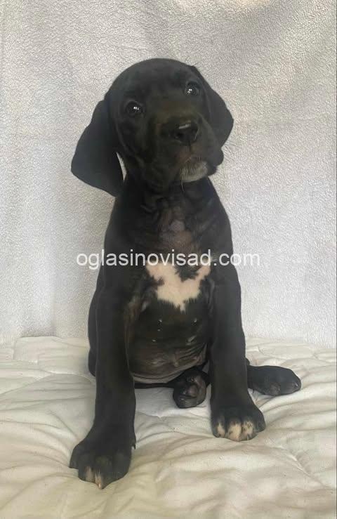 3  nemacka doga  VM0325