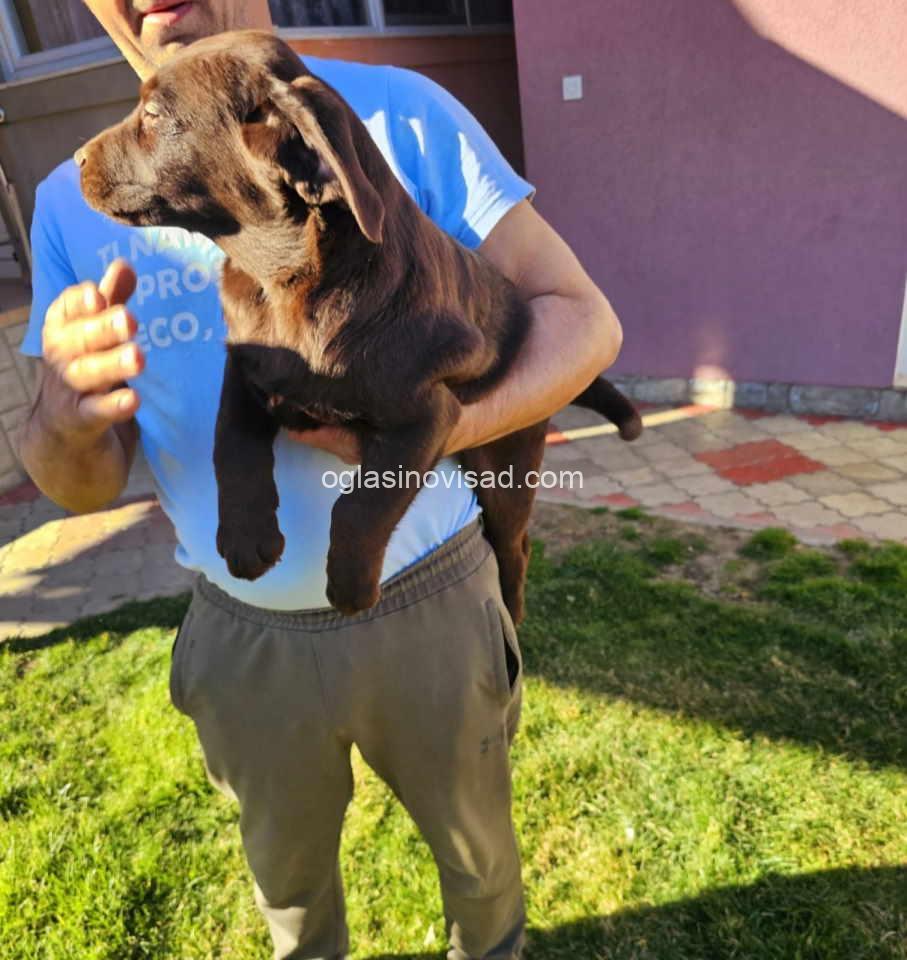 drug labrador4