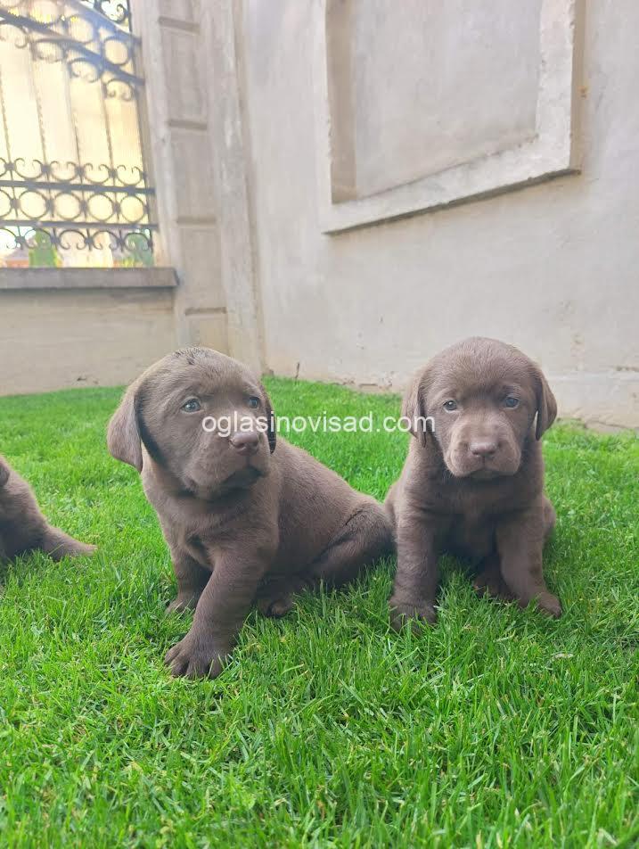 3  labrador  GJ0425