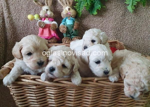 1fd91333-814f-49c3-ad3b-480741987220