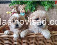 8d33644d-55ad-42ff-83fe-be39f2d71ccf