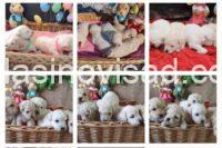 2b5ad1ce-e4ba-4da2-bc8b-5980a4c09459