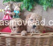 84aff1d0-9bb5-4a8a-964c-d73bfa9fd254