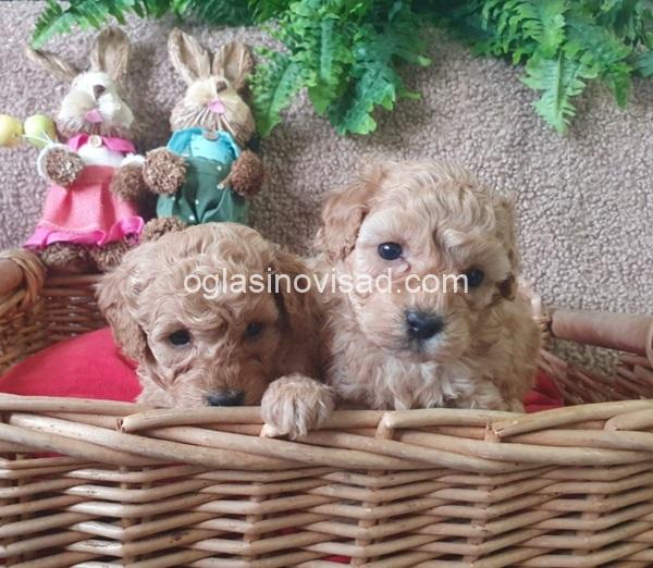 84aff1d0-9bb5-4a8a-964c-d73bfa9fd254