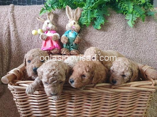 38c99c96-f749-4132-863a-bbf7e8127620