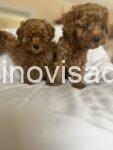 3 patuljasta pudla B0525