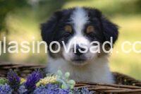 viber_slika_2025-06-29_00-17-48-169