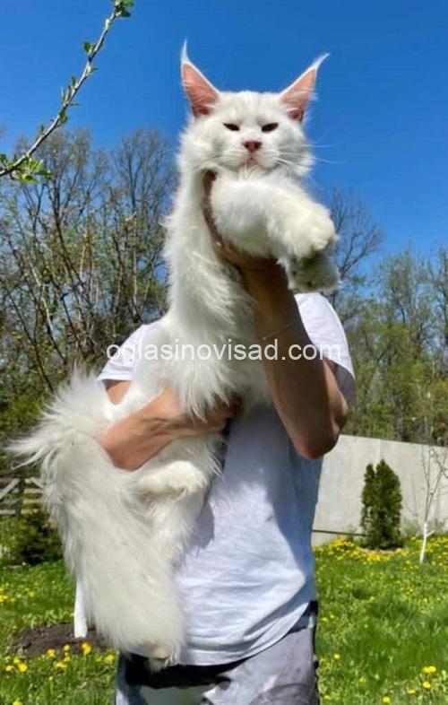 1  maine coon  0725