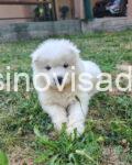 samojed3