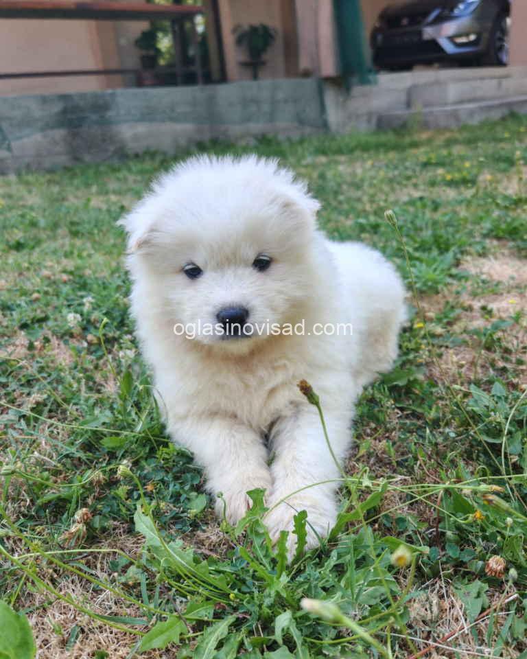 samojed3
